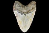 Large, Fossil Megalodon Tooth - North Carolina #75531-1